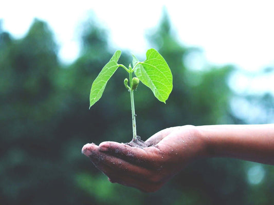 Person holding a plant