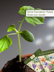 Gift of seeds-Cucumber