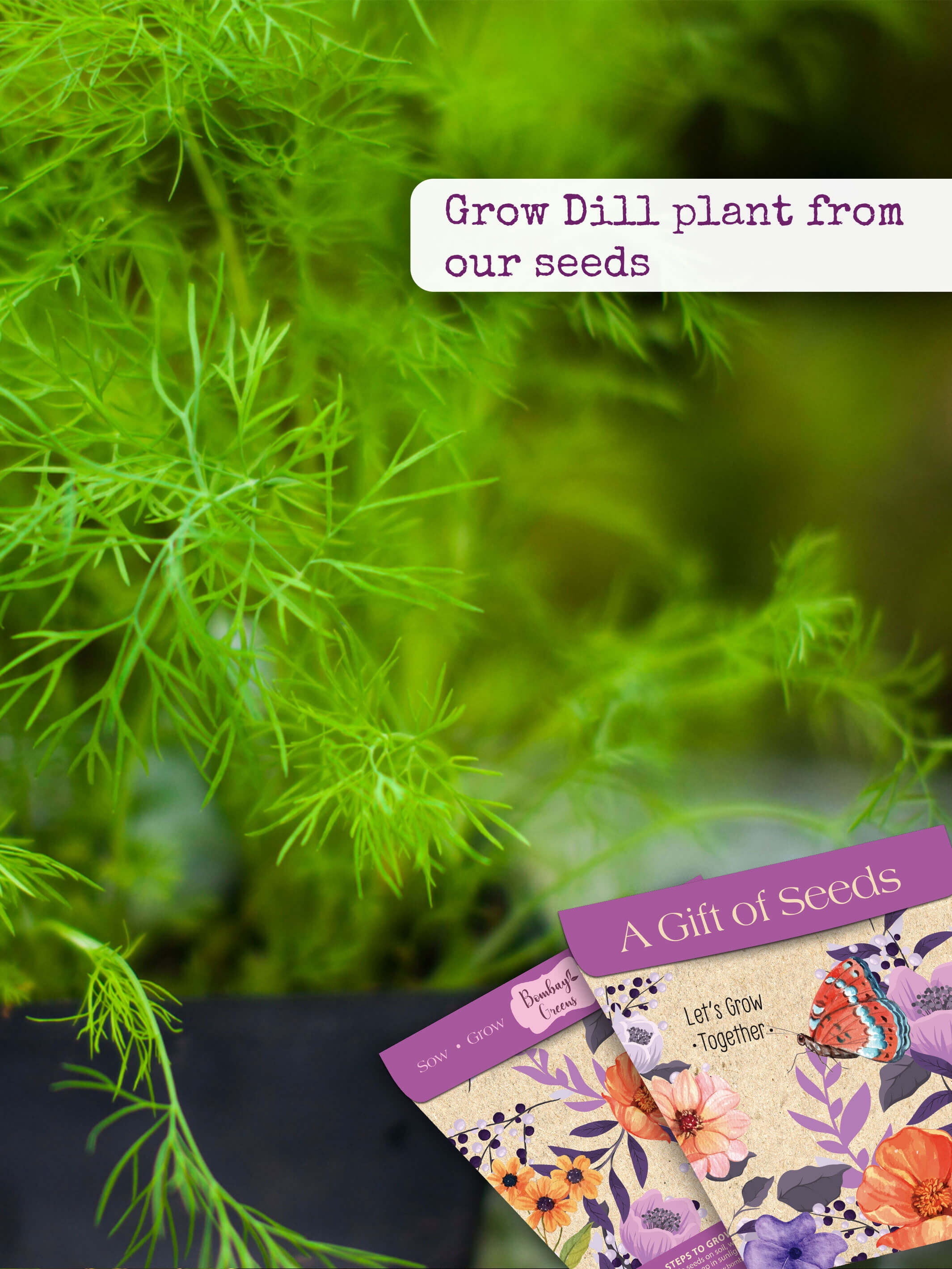 Gift of seeds- Dill