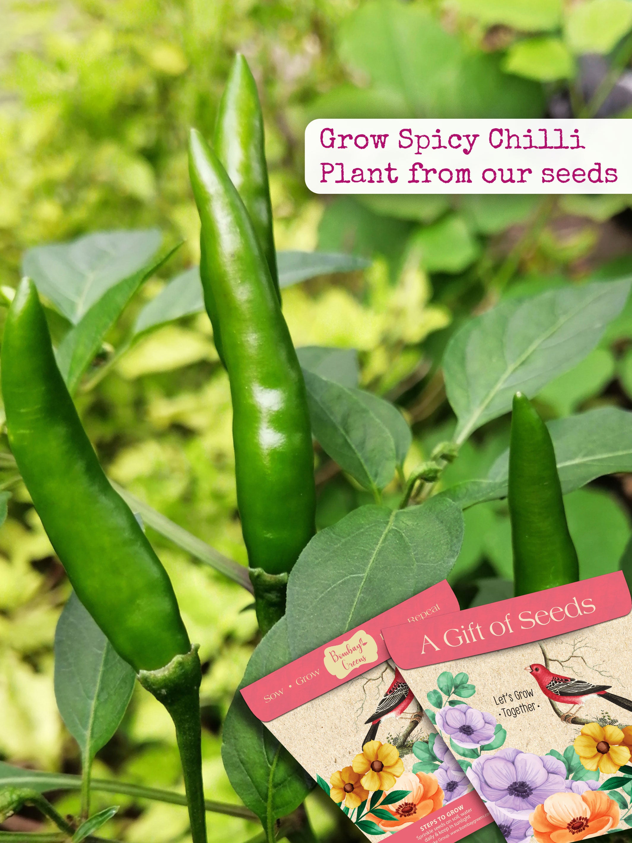 Gift of seeds-Spicy chilli seeds