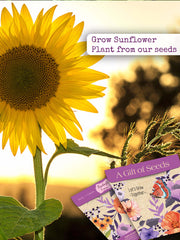 Gift of seeds-Sunflower