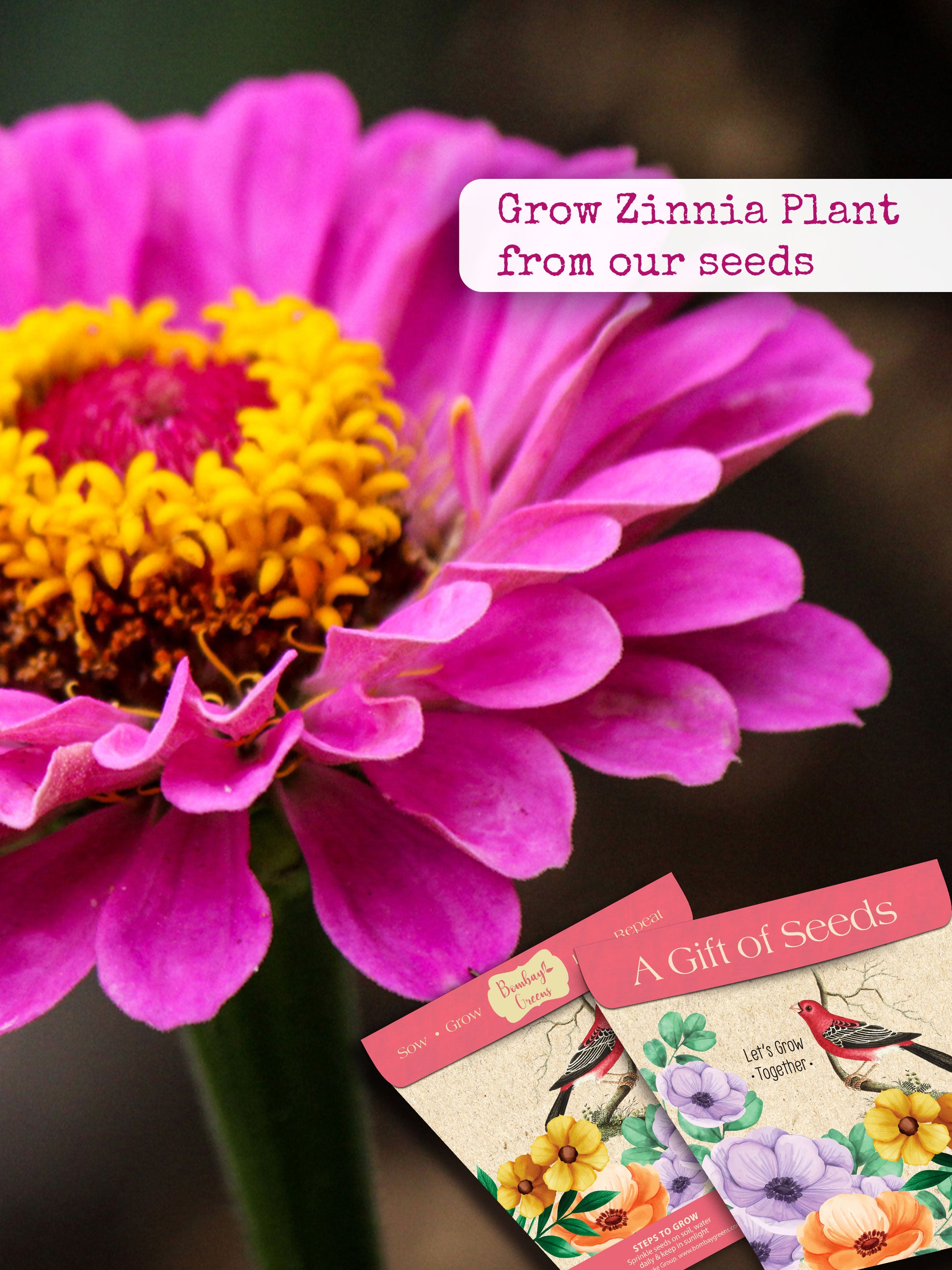 Gift of seeds-Zinnia