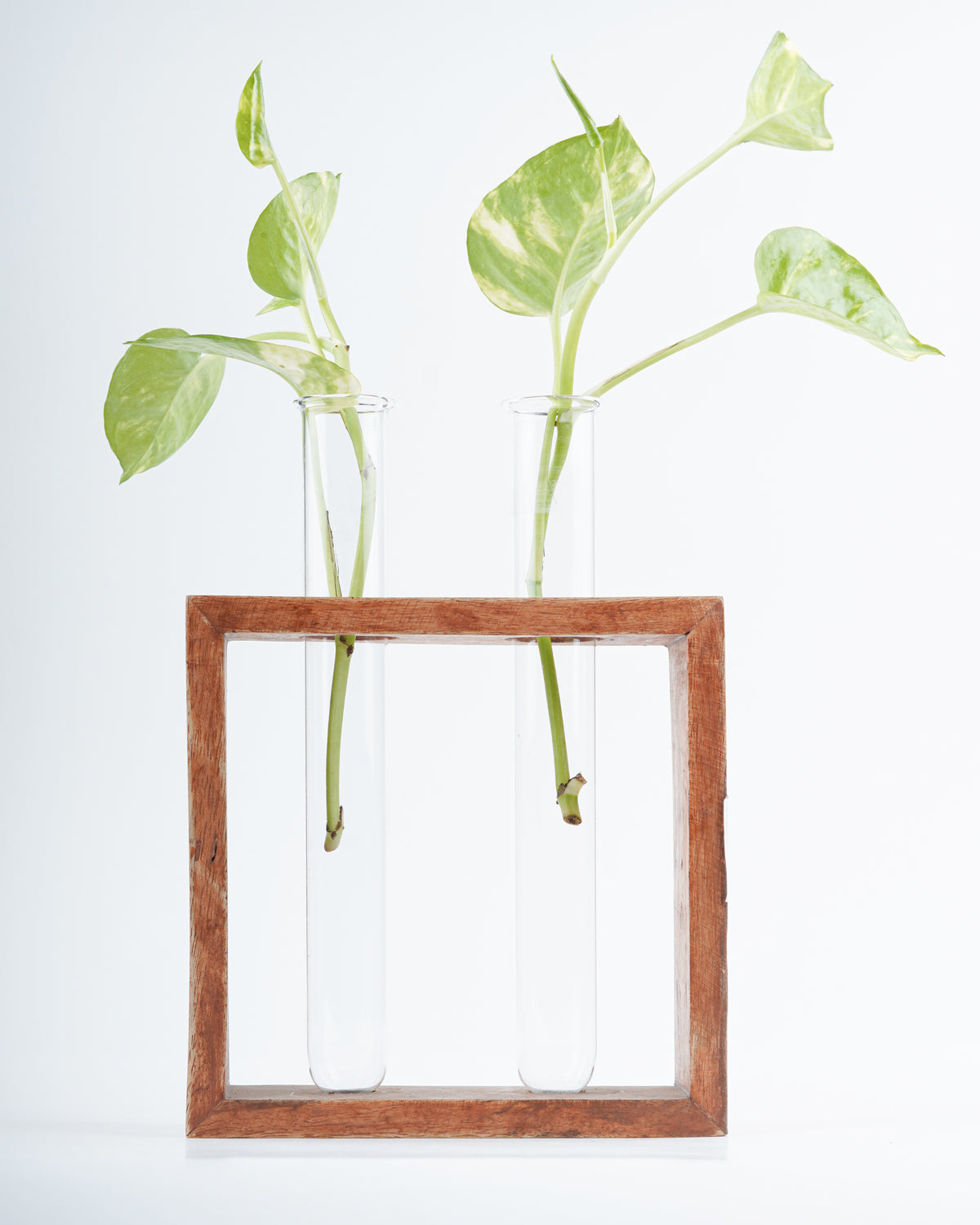 Plant lovers-Planter tubes with wooden holder