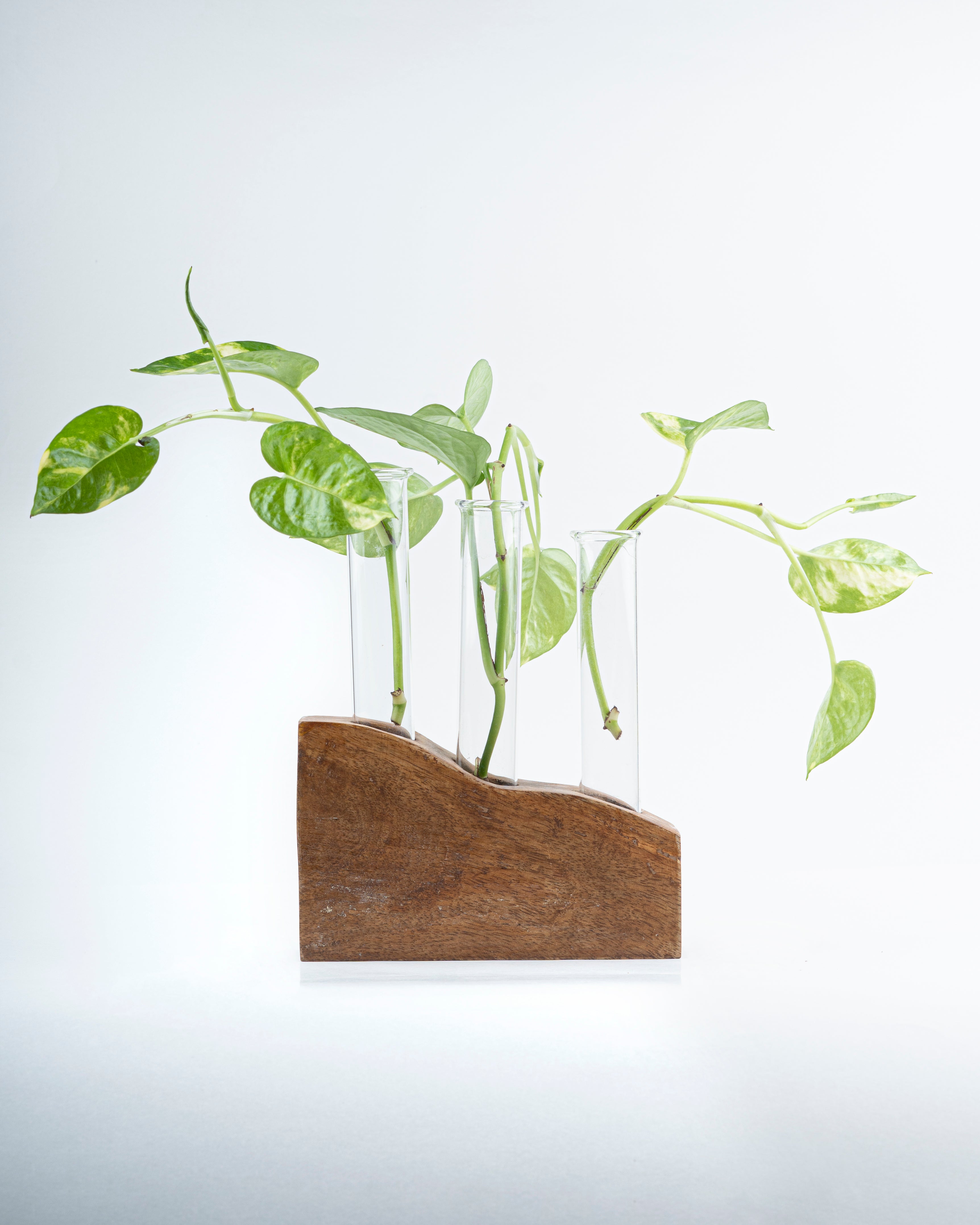 Plant lovers- Planter tubes with wooden holder